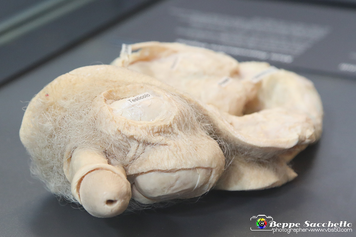 VBS_2583 - Organi riproduttivi maschili - Mostra Body Worlds.jpg